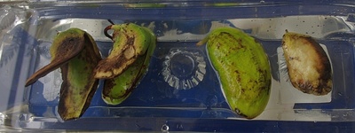 190727mango1.jpg