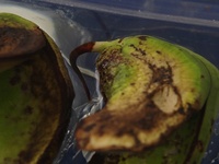 190727mango2.jpg